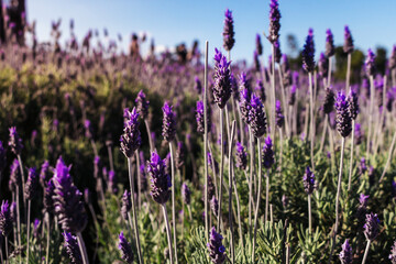 Plantação de lavanda