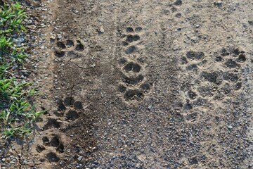 footprint in the sand