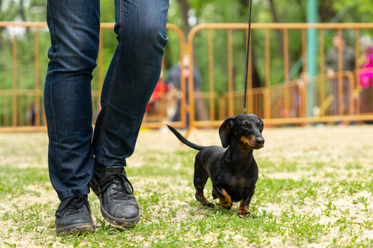 Obedient dachshund puppy on a leash runs with handler on green grass participating in competitions during international or local dog show. Pet walking with owner.
