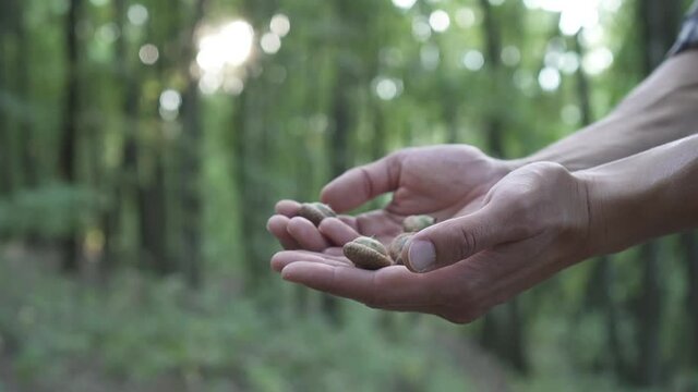 Man holding acorns in his hands in the forest