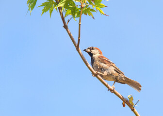 Sparrow perched in a tree with blue sky background. A small passerine birds, also known as true...