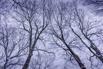 Obraz premium Winter wonderland scene and landscape Ontario Canada