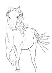 horse sketch hand drawn illustration,art design