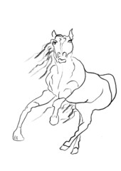 Obraz na płótnie Canvas horse sketch hand drawn illustration,art design