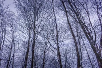 Winter wonderland scene and landscape Ontario Canada