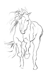 horse sketch hand drawn illustration,art design