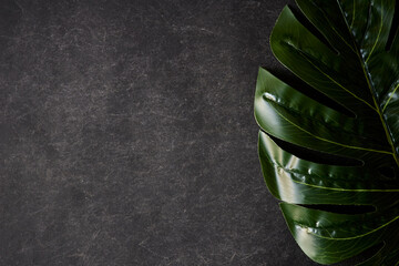 Monstera Leaves