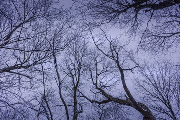 Fototapeta premium Winter wonderland scene and landscape Ontario Canada