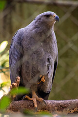 animals wild animals birds birds of prey zoo amphibian giraffe eagle owl
