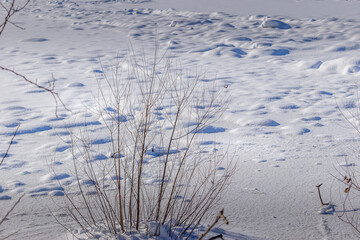 Brown grass stand out on frozen ground in the winter