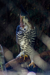 animals wild animals birds birds of prey zoo amphibian giraffe eagle owl
