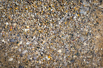 shells background