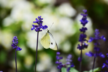 ラベンダーにモンシロチョウ