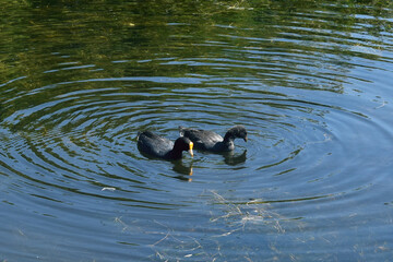 Ducks in their natural habitat