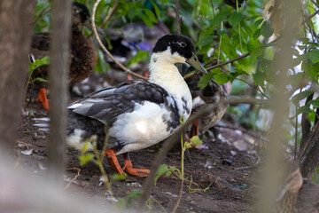 a weird looking duck