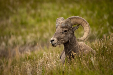 Big Horn Sheep Resting