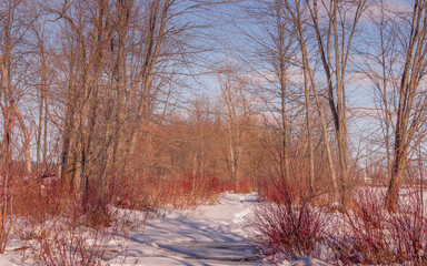Winter wonderland scene and landscape