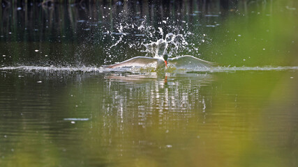 common tern at moment diving into water