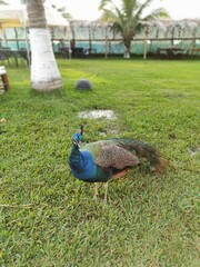 Fototapeta premium pavo real