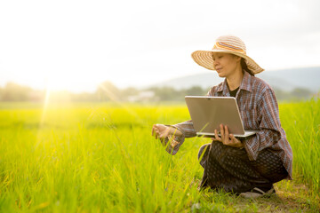 Women holding laptop and checking rice field in organic farm of agriculture, happy Asian girl use technology to planting rice in farmland, farmer working in field in rural or countryside of lifestyle
