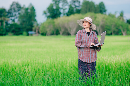 Women Farmer Holding Laptop And Checking Rice Field In Organic Farm Of Agriculture, Gril Use Technology To Plantation In Farm 