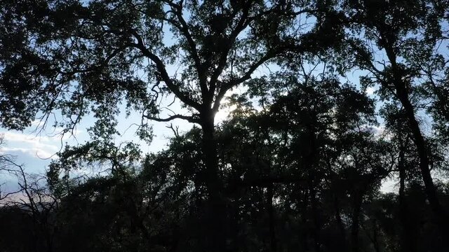 Sunburst Effect Through Oak Tree Branches - Drone Rise
