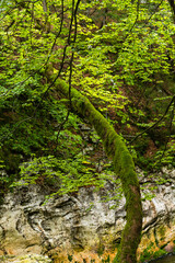 スロベニア　ボーヒニのサヴァイツア滝から流れるサヴァ・ボーヒンカ