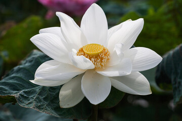 Lotus flower 