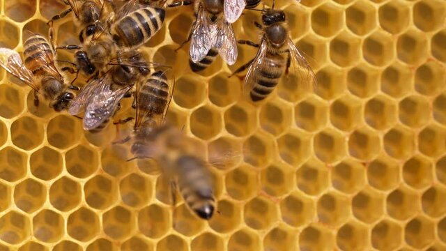 Bees swarming on honeycomb, extreme macro footage. Insects working in wooden beehive, collecting nectar from pollen of flower, create sweet honey. Concept of apiculture, collective work. 4k.