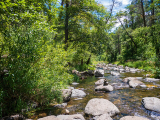 Obraz premium river in the forest