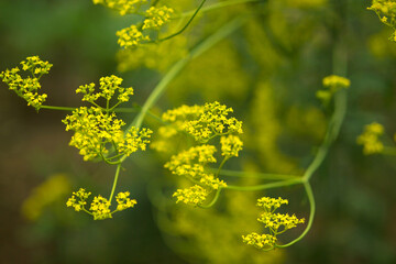flowers in the garden(kind of valerianaceous plant)