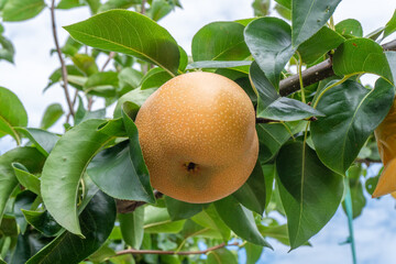 Close-up of Japanese pear on tree (variety: Housui)