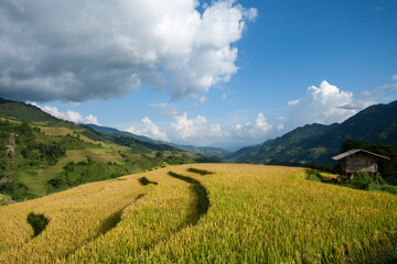 Fototapeta premium Rice Fields On Terraced Of Mu Cang Chai