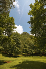 Obraz premium Bosque con valle y montaña 