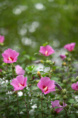 Fototapeta na wymiar blooming pink rose of sharon