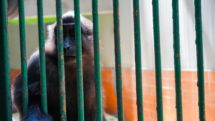 Black monkey in a cage