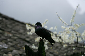 winged blackbird