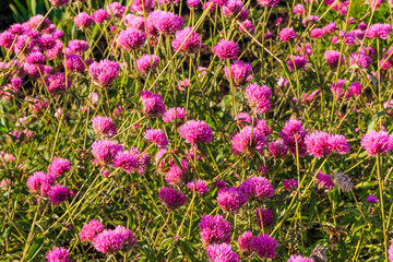 Gomphrena globosa or Globe Amaranth or Fireworks flower. Violet flower in the hard sunlight