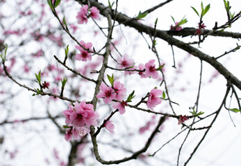 Peach blossom