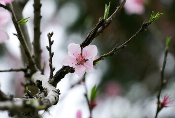 Peach blossom