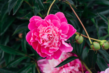 Bright pink peony with rain drops on the petals close up.