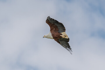 African Fish-eagle, Haliaeetus vocifer, brown bird with white head fly. Eagle flight above the lake water. Wildlife scene from African nature, Okavango delta, Botswana, Africa
