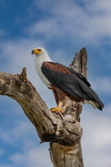 African Fish-eagle, Haliaeetus vocifer, brown bird with white head fly. Eagle flight above the lake water. Wildlife scene from African nature, Okavango delta, Botswana, Africa