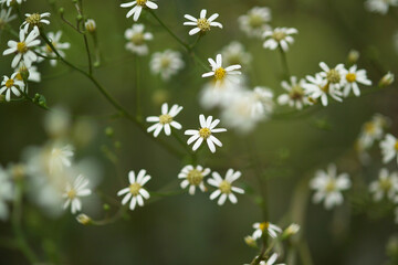 aster in a field