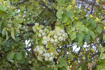 Clusters of apples hanging on an apple tree.