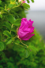 Pink rose hip flower on a branch