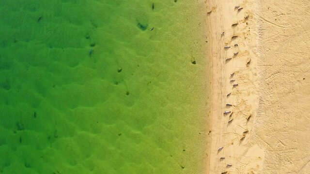 Aerial view above grey seals, lying on a beach, in sunny Iceland - top down, drone shot - Halichoerus grypus