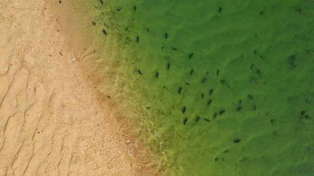 Aerial view of a herd of seals, jumping in sea water - birds eye, drone shot