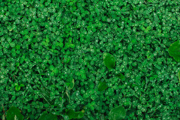 Green natural grass clover with rain drops. Seamless texture