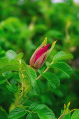 Pink rosebud flower bud on a branch